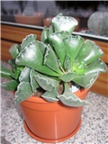 Adromischus